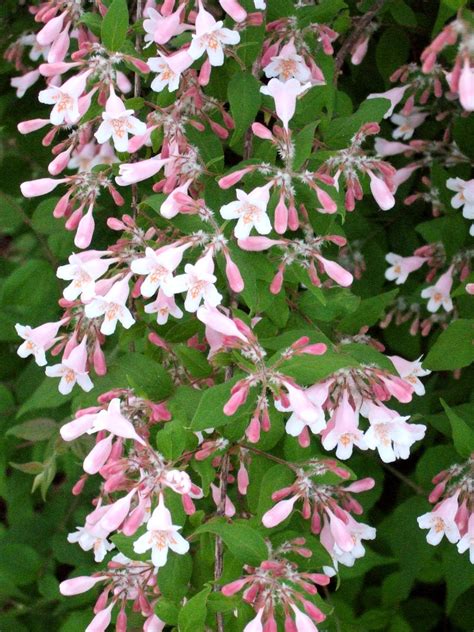 10 Beautiful Spring-Flowering Shrubs for Your Garden