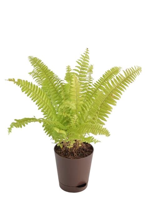 Royal Gardens Ferns Indoor Live Plant | Boston Ferns | For Home ...