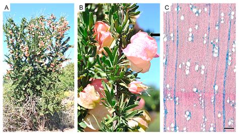A Taxonomic Review of South African Indigenous Meliaceae Using ...