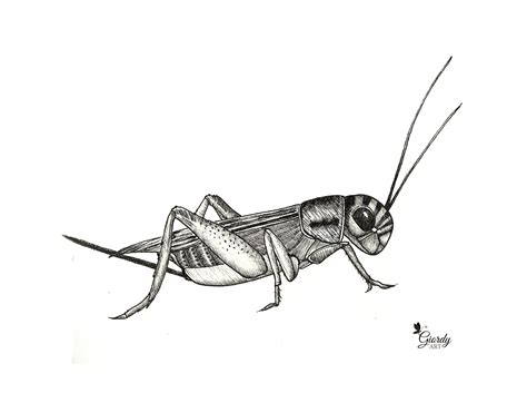 Cricket inkpen drawing Giordy Art | Illustrazioni