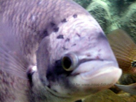 Gourami - JungleKey.in Image