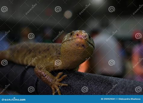 Monkey Tailed Skink