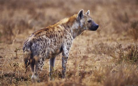 Stunning HD Spotted Hyena in the Wild