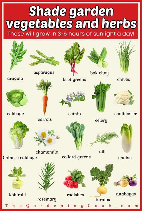 List of 40 Herbs & Vegetables that Grow in Shade & Partial Shade