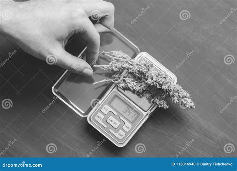 A Drug Dealer Weighs Cannabis Flower Marijuana on a Scales Conce Black and White Stock Photo ...