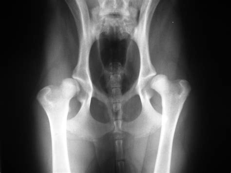 Hip dysplasia — Elwood vet