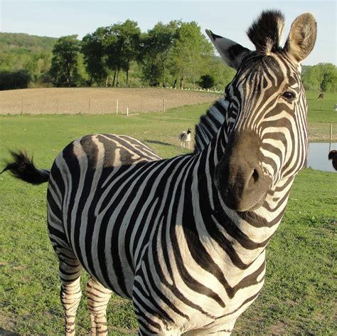 zebra 的图像结果