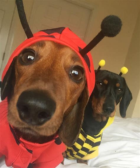 Dachshund Dog Halloween Costumes|Dog Halloween Costumes|Halloween ...