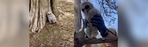 Image result for How Wolves Saved Yellowstone