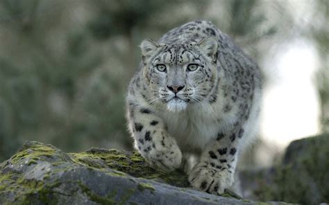 Snow Leopard Backgrounds - Wallpaper Cave