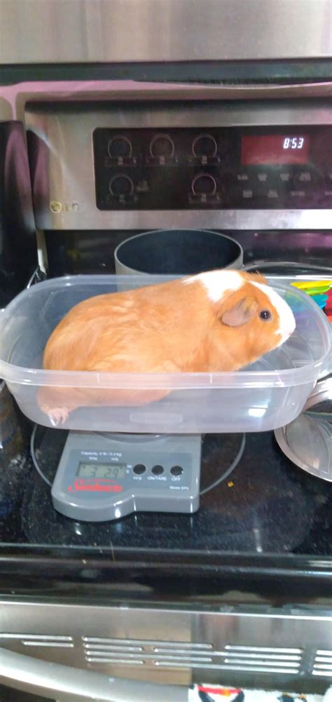 Big living up to her name at 3 and a quarter pounds : r/guineapigs