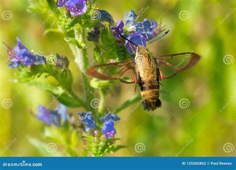 Snowberry Clearwing Moth - Hemaris Diffinis Stock Photo - Image of ...