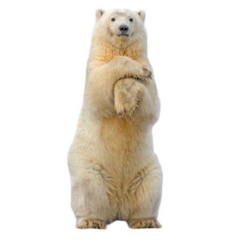 Polar bear png download (23) - Photo #2257 - BiNps PNG Website