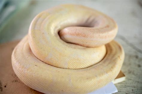 Image result for Black Blood Python
