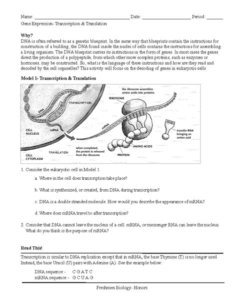 Transcription translation pogil- honors - Gene Expression ...