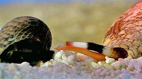 Image result for Cone Shell Venom