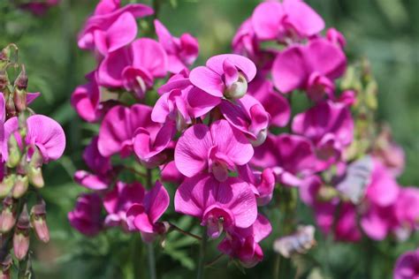 తీపి బఠానీ పువ్వుల కోసం ఎలా పెరగాలి మరియు సంరక్షణ చేయాలి