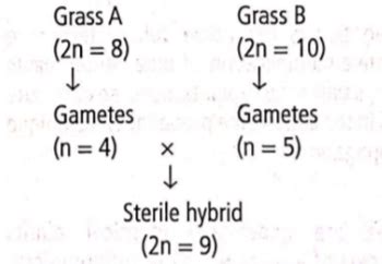 A certain type of grass has a diploid chromosome number of 8. A similar ...