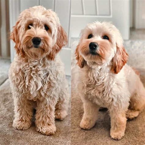 Image result for Cockapoo Dog Cuts