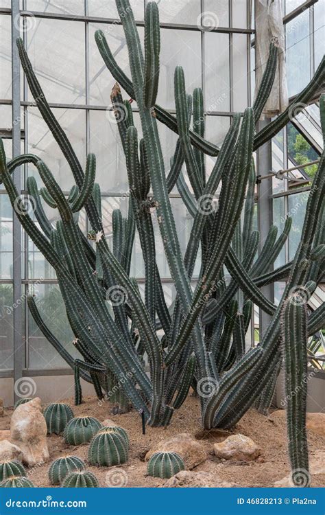 Tall group cactus stock image. Image of growth, detail - 46828213
