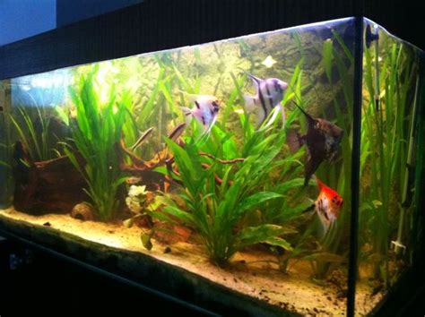 Aquarien und Zubehoer Kleinanzeigen | Aquarien und Zubehoer Annoncen ...