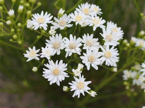 ユウゼンギク（友禅菊） に対する画像結果