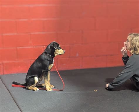 Puppy Basics - 6 Week Group Class, Zoila's Zone, Richfield, 3 August ...