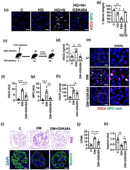 Neutrophil Extracellular Traps Promote NLRP3 Inflammasome Activation ...