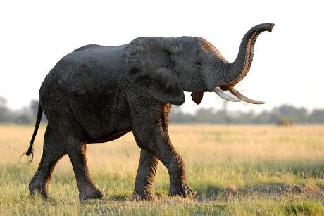 Image result for Elephant Geyser Toothpaste