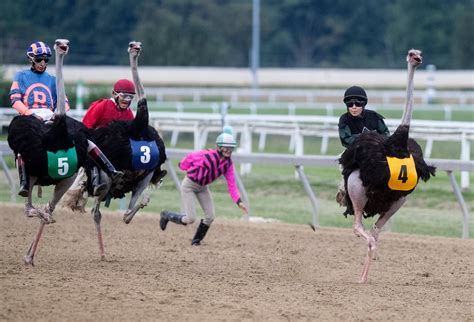 Ostrich Racing