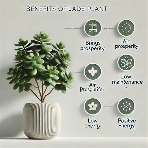 Jade Plant Benefits: 15 Wealth & Wellness Uses – Eduyush