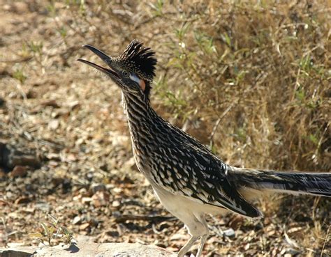 Top 7 Most Interesting State Birds - Earthpedia - Earth.com
