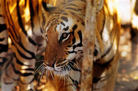 Image result for Animal Explode