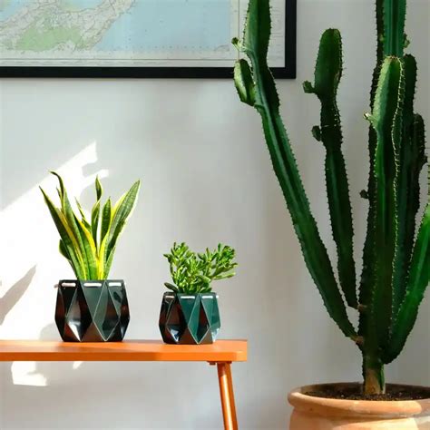 Visit our shops | The Kew Shop