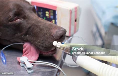 Anesthesia Airway Medicine Given Dog 的图像结果