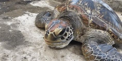 渔民捕超百岁海龟, 青岛渔民捕获千年海龟被放生16年后救回儿子_99女性网