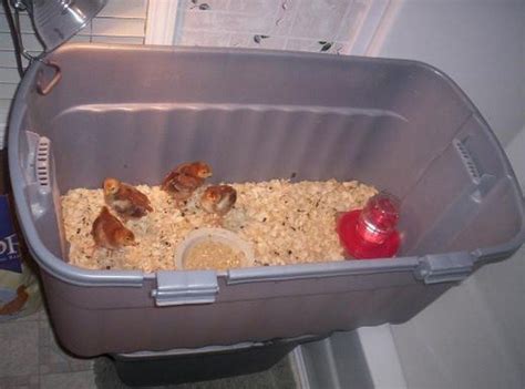 Chicken Brooder Ideas 的图像结果