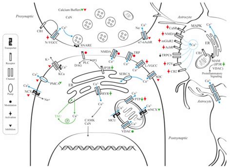Role of Calcium Modulation in the Pathophysiology and Treatment of ...