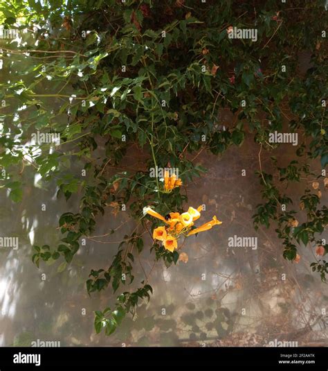 Campsis radicans hummingbird hi-res stock photography and images - Alamy