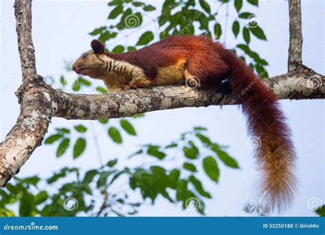 Malabar Giant Squirrel Sitting on a Branch Stock Photo - Image of area ...