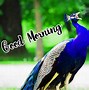 Image result for Good Morning Animal Pics