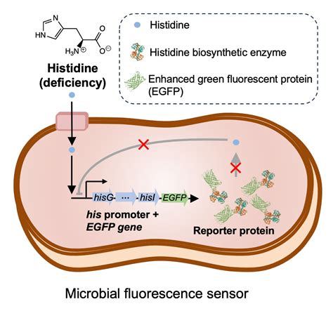 Illuminating Histidine-Deficient Intracellular Environments: A Novel ...