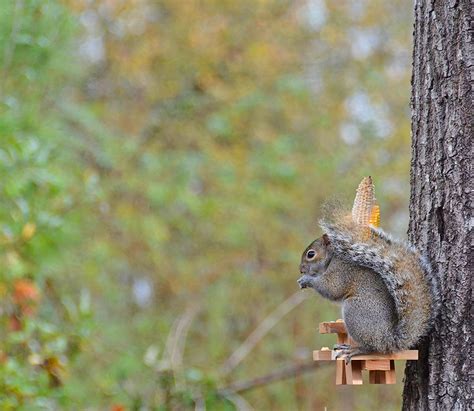 This Picnic Table Squirrel Feeder Lets Your Backyard Squirrels Sit Down ...