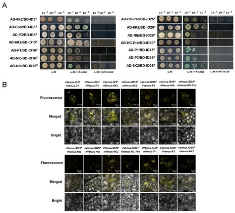 Development of an NLR-ID Toolkit and Identification of Novel Disease ...
