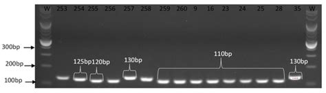 Application Marker-Assisted Selection (MAS) and Multiplex PCR Reactions ...