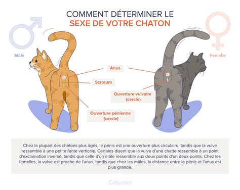 Sexage des chatons : comment déterminer le sexe de votre chaton ? - Cats.com