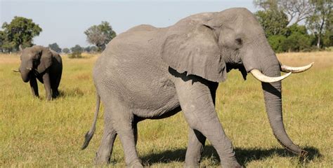 Video Of Elephant Being Chased By A Huge Crowd Goes Crowd Goes Viral