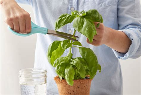 How to Propagate Basil in Soil or Water