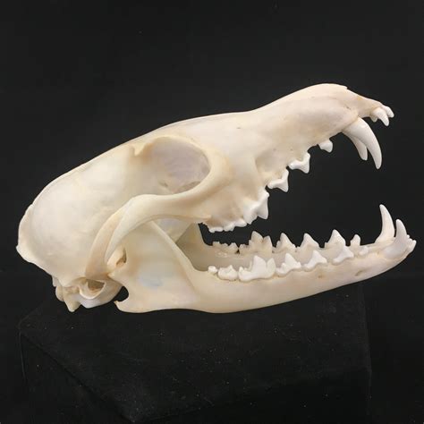 Beautiful, red fox skull with impressive canines, available at Natur