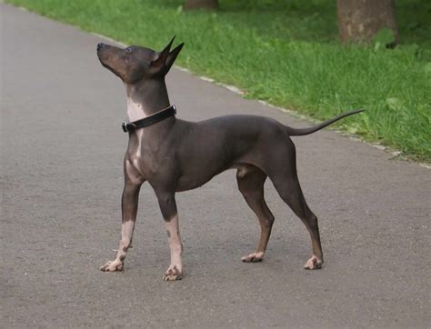 American Hairless Terrier Dog Breed Information & Pictures ...